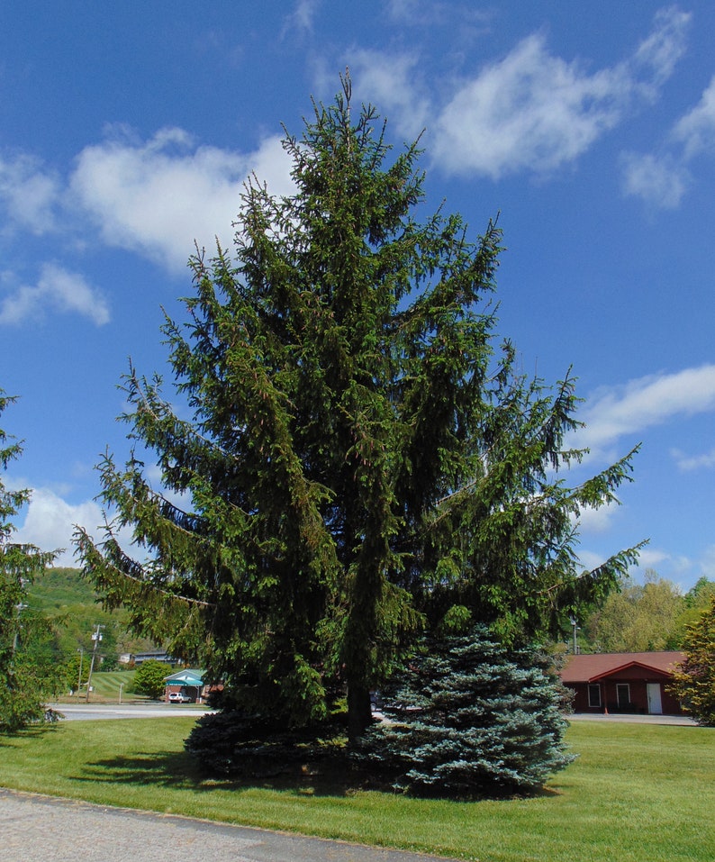 Norway Spruce Picea abies 100 Seeds USA Company image 1