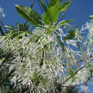 Fringe Tree   Chionanthus virginicus  20 Seeds  USA Company