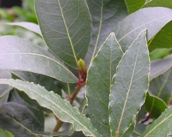 Bay Laurel  Bay Leaf Tree  Laurus nobilis  10 Seeds  USA Company