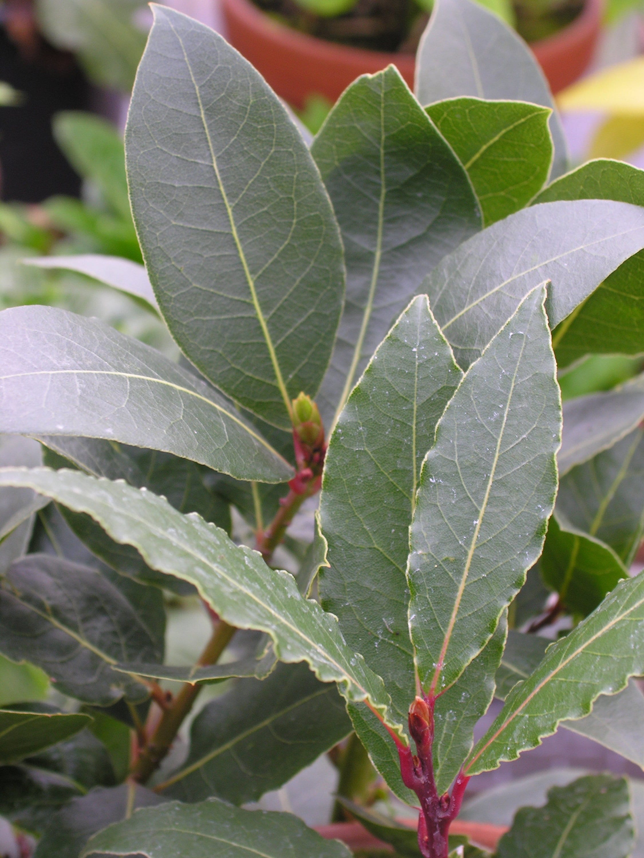 Laurel 10 semillas Árbol de laurel Laurus nobilis