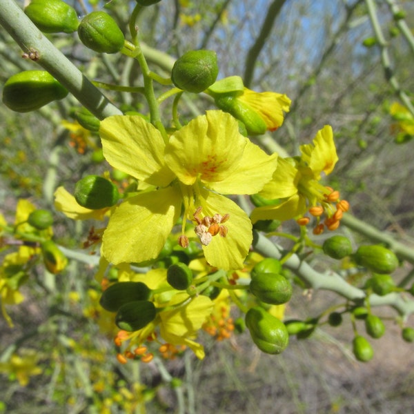 Blue Palo Verde  Desert Tree  Cercidium florida  100 Seeds  USA Company