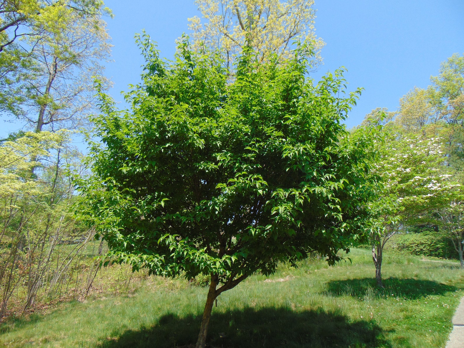 cornus mas in us cornus mas in us