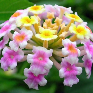 Pink Lantana  Shrub Verbana  Lantana camara  100 Seeds  USA Company