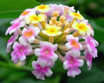 Pink Lantana Arbusto Verbana Lantana camara 20 Semillas USA Company