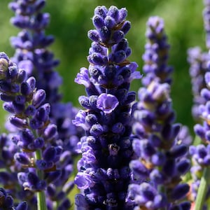 English Lavender  Lavandula angustifolia  100 Seeds