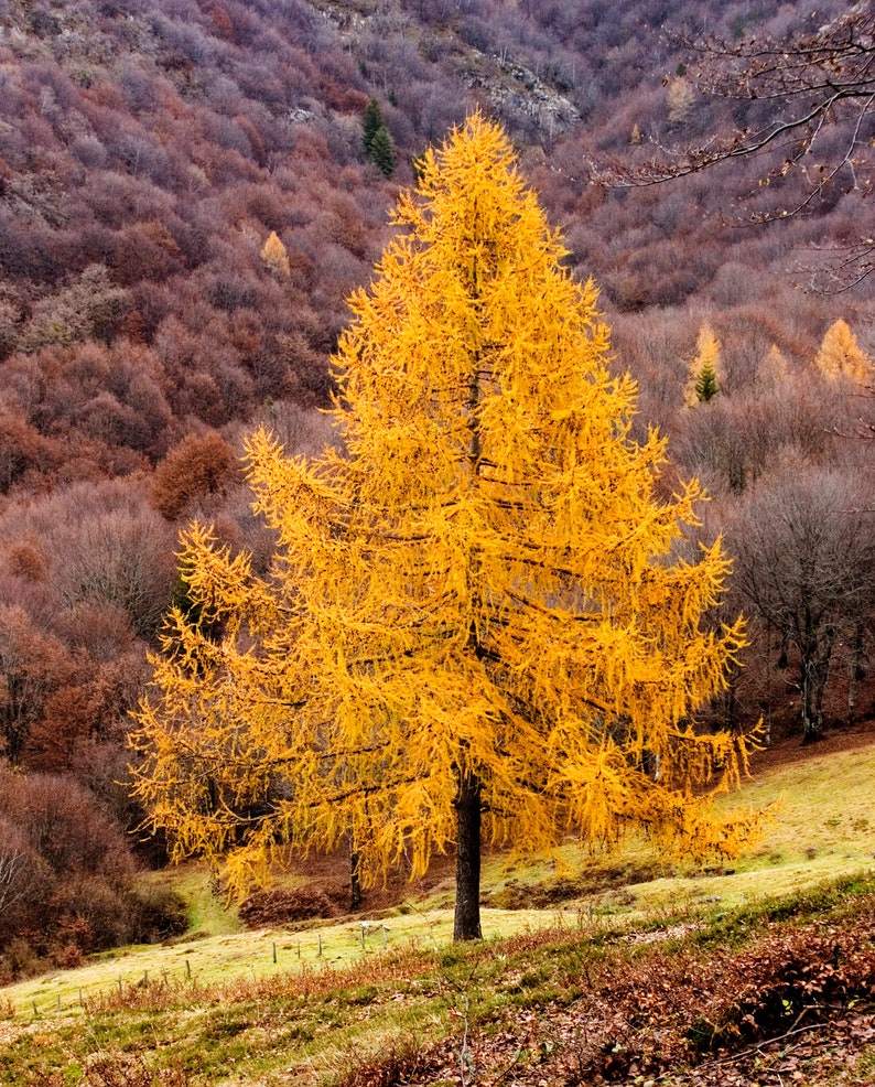 European Larch Larix decidua 500 Seeds USA Company image 2