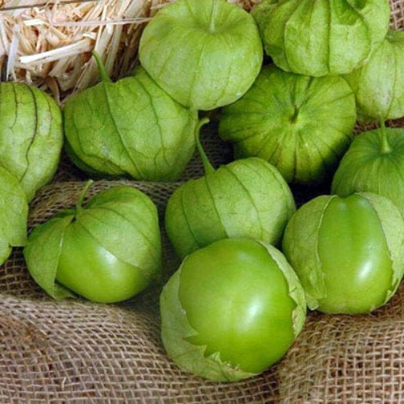 Tomatillo Husk Tomato Physalis philadelphica 10 Seeds Etsy