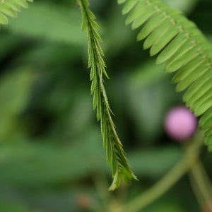 Sensitive Plant Mimosa pudica 500 Seeds USA Company image 8