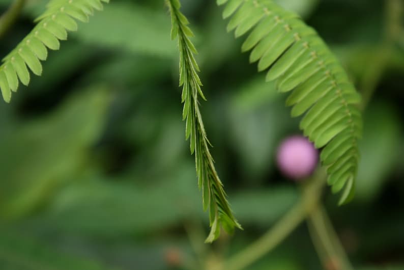 Sensitive Plant Mimosa pudica 500 Seeds USA Company image 8