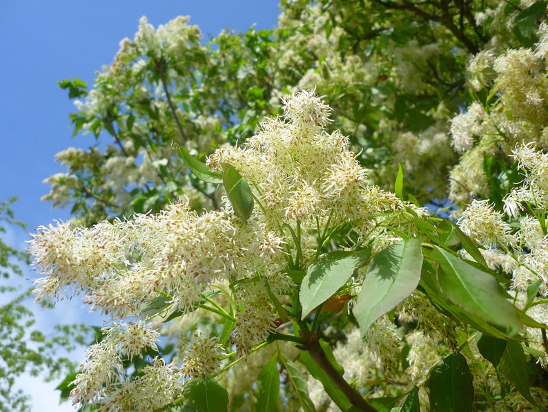 Flowering Ash Fraxinus ornus 20 Seeds USA Company image 4