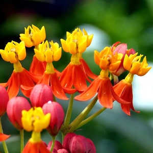 Tropical Milkweed Asclepias curassavica 100 Seeds USA Company image 4