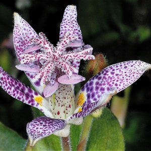 Toad Lily   Trichyrtis hirta   10 Seeds  USA Company