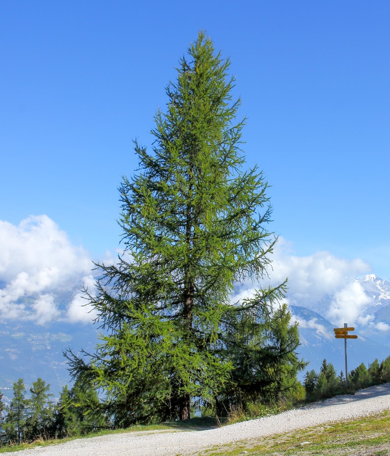 European Larch Larix decidua 500 Seeds USA Company image 1