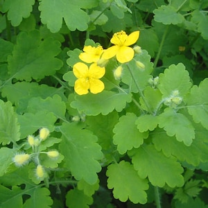 Greater Celandine Chelidonium majus 100 Seeds USA Company image 1