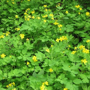 Greater Celandine Chelidonium majus 100 Seeds USA Company image 4