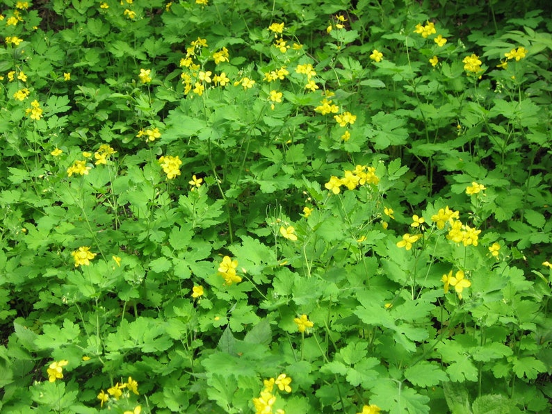 Greater Celandine Chelidonium majus 100 Seeds USA Company image 4