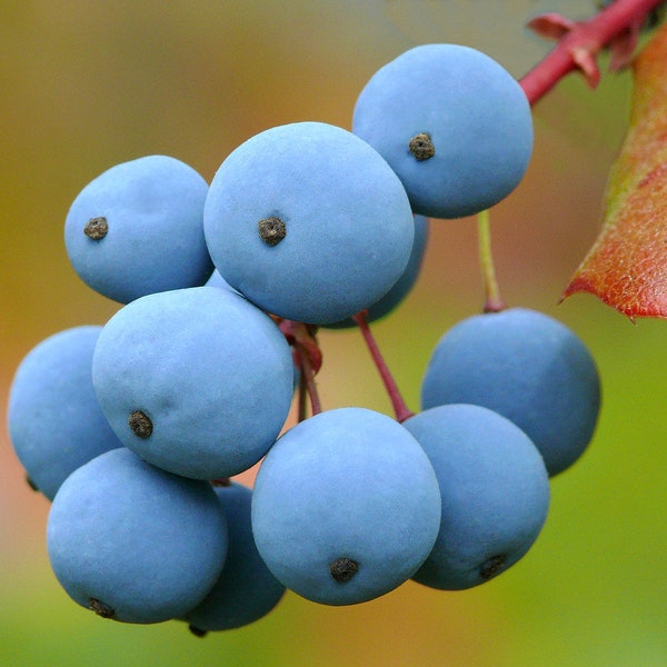 Oregon Grape   Mahonia aquifolium  100 Seeds  USA Company