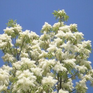 Flowering Ash Fraxinus ornus 20 Seeds USA Company image 1