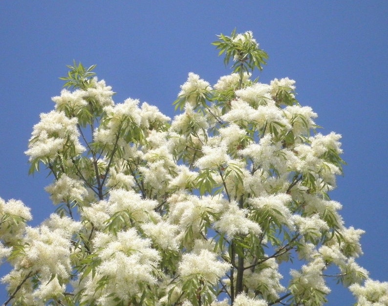 Flowering Ash Fraxinus ornus 20 Seeds USA Company image 1