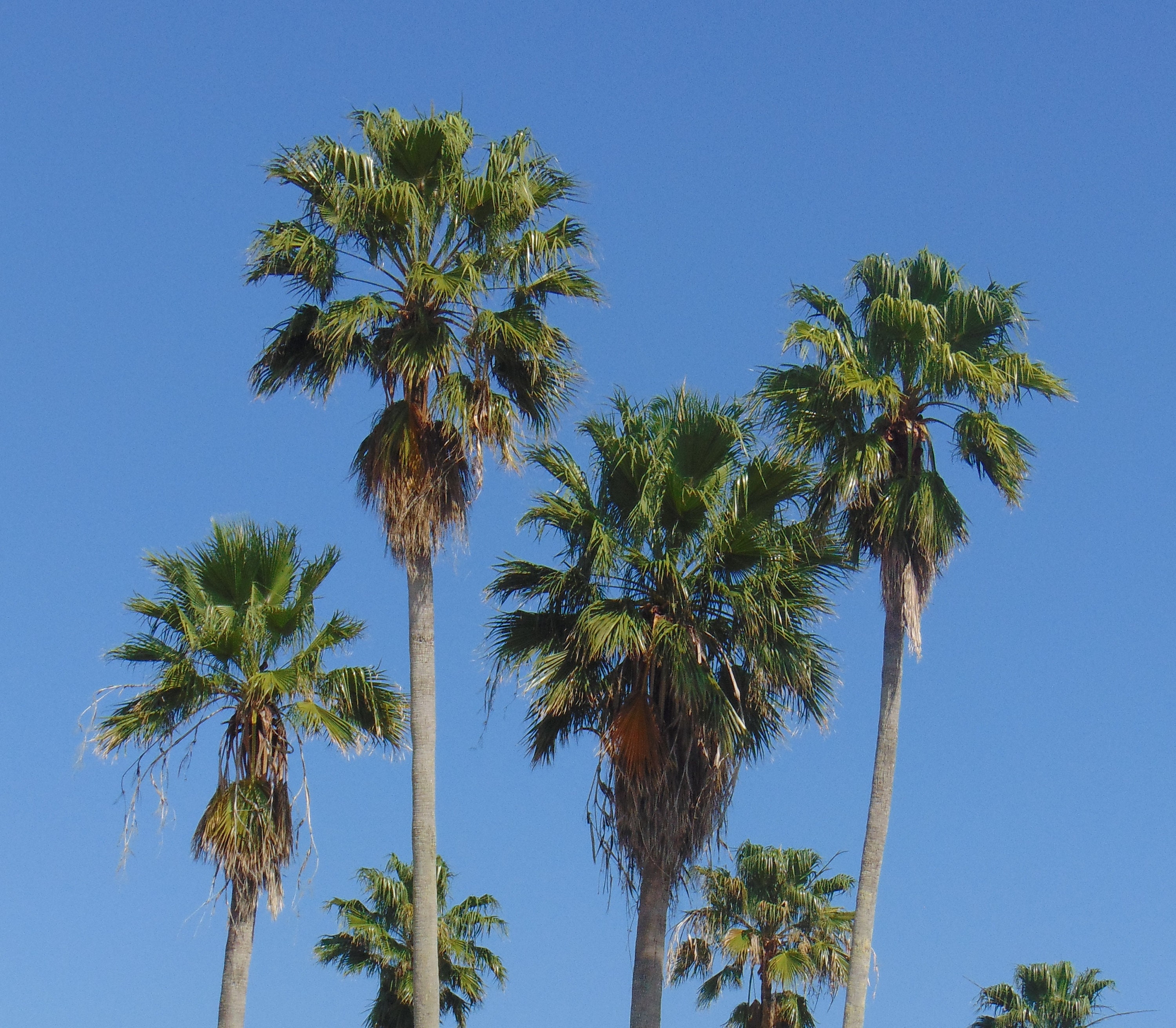 Mexican Fan Palm Seeds 10+Seeds Washingtonia robusta Home & Garden