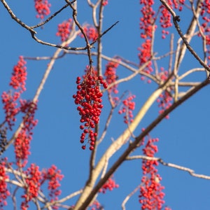 Details about / Camphor Tree Cinnamomum camphora 10 Seeds Free US Shipping