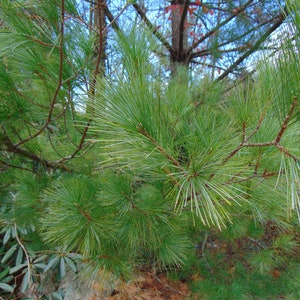 Eastern White Pine Pinus strobus 20 Seeds USA Company image 5