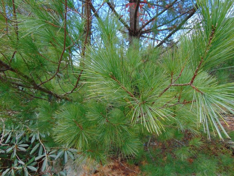 Eastern White Pine Pinus strobus 20 Seeds USA Company image 5