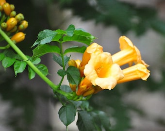 Yellow Trumpet Vine   Trumpet Creeper   Campsis radicans   20 Seeds  USA Company