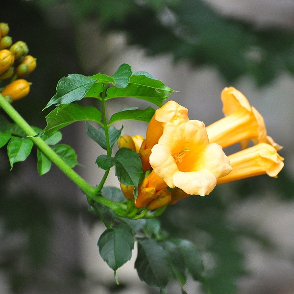 Yellow Trumpet Vine   Trumpet Creeper   Campsis radicans   20 Seeds  USA Company