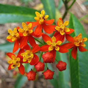 Tropical Milkweed Asclepias curassavica 100 Seeds USA Company image 3