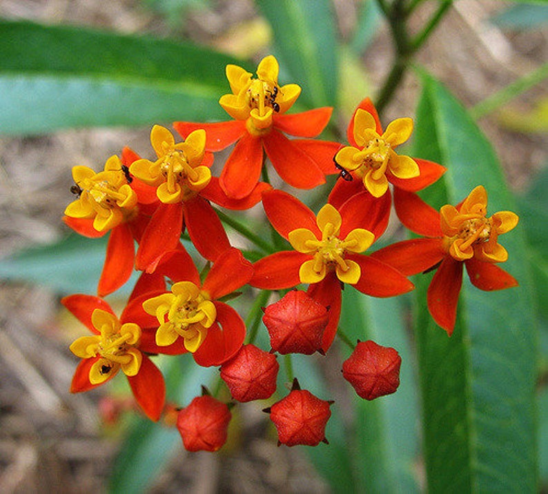 Tropical Milkweed Asclepias curassavica 100 Seeds USA Company image 3