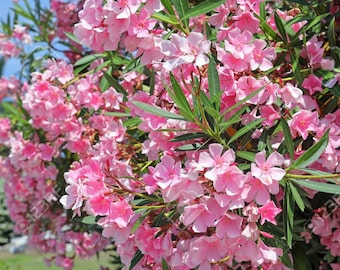 Light Pink Oleander   Nerium oleander   20 Seeds  USA Company