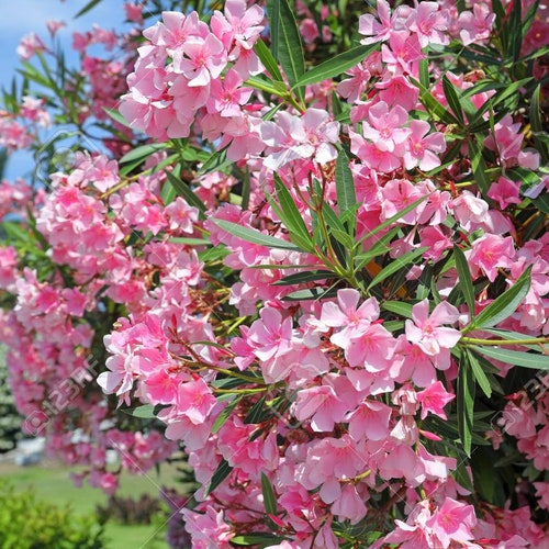 Light Pink Oleander   Nerium oleander   10 Seeds  USA Company