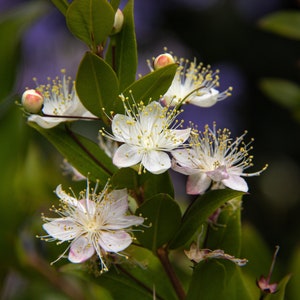 Common Myrtle  Myrtus communis  20 Seeds  USA Company