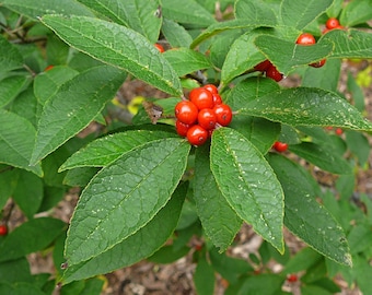 Winterberry  Ilex verticillata  100 Seeds  USA Company