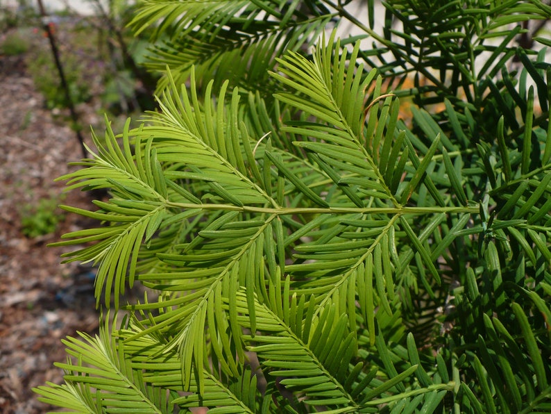 Séquoia rouge Metasequoia glyptostroboides 200 Seeds USA Company image 8