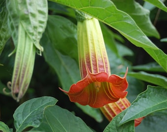 Brugmansia 'Wedding Bells