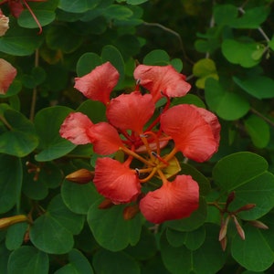 Red Orchid Tree Bauhinia galpinii 10 Seeds USA Company image 3