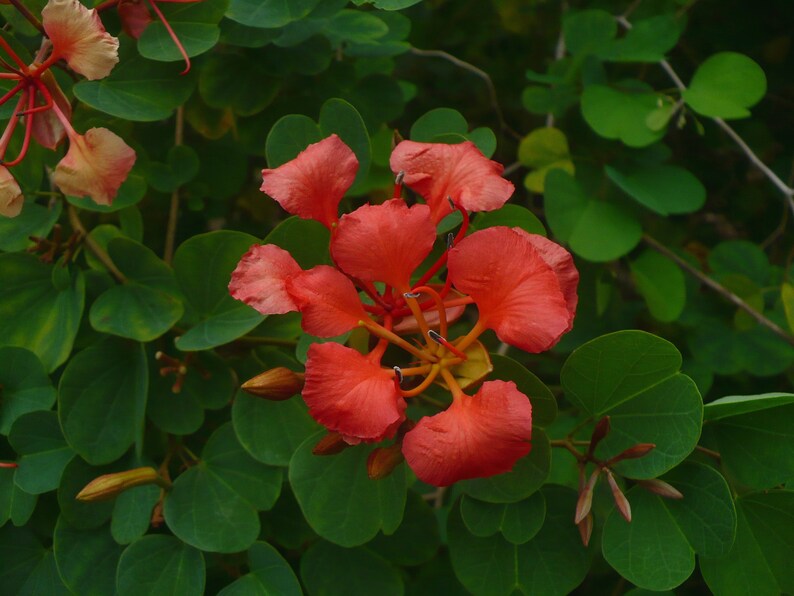 Red Orchid Tree Bauhinia galpinii 10 Seeds USA Company image 3