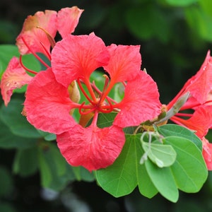 Red Orchid Tree Bauhinia galpinii 10 Seeds USA Company image 1