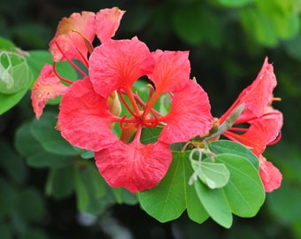 Árbol de orquídea roja Bauhinia galpinii 10 semillas USA Company