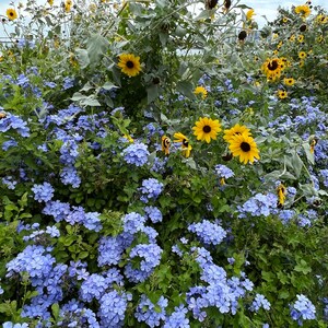 Plumbago Cape Leadplant Plumbago auriculata 20 Seeds USA Company image 5