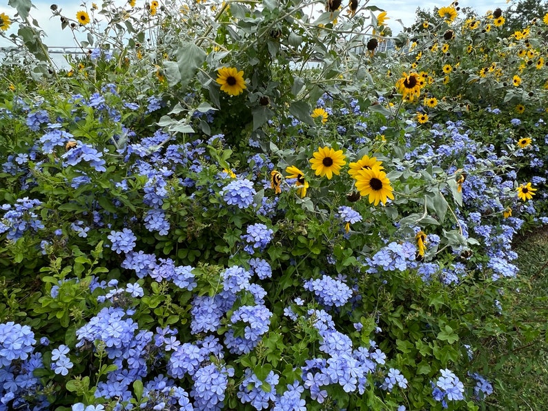 Plumbago Cape Leadplant Plumbago auriculata 20 Seeds USA Company image 5