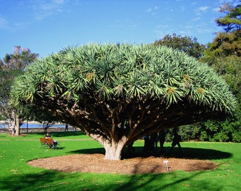 Dragon Tree   Dracaena draco  100 Seeds  USA Company