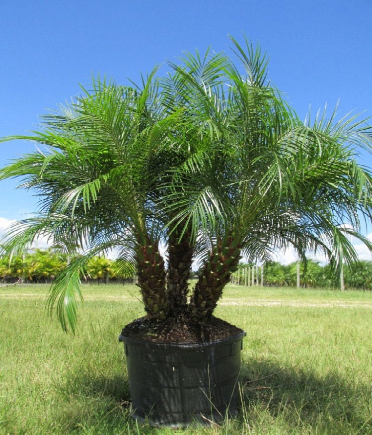 Pygmy Date Palm Phoenix Roebelenii 20 Seeds Etsy Singapore