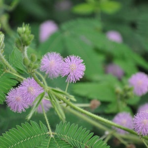 Sensitive Plant Mimosa pudica 500 Seeds USA Company image 6