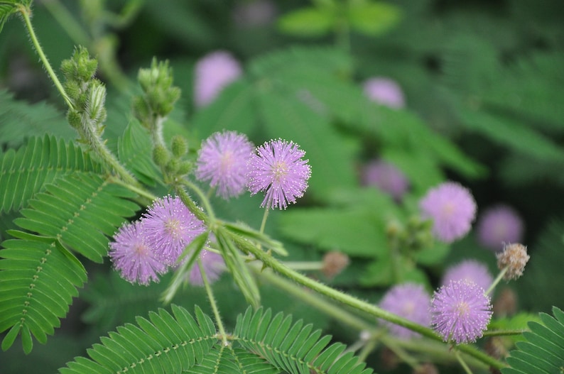 Sensitive Plant Mimosa pudica 500 Seeds USA Company image 6