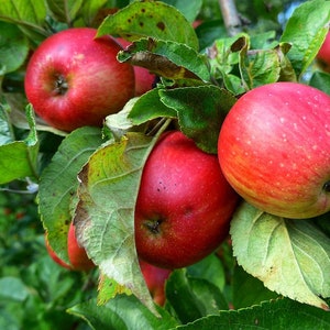 Apple Tree  Malus domestica  100 Seeds