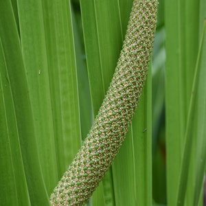 Sweet Flag Acorus calamus 50 Seeds USA Company image 1