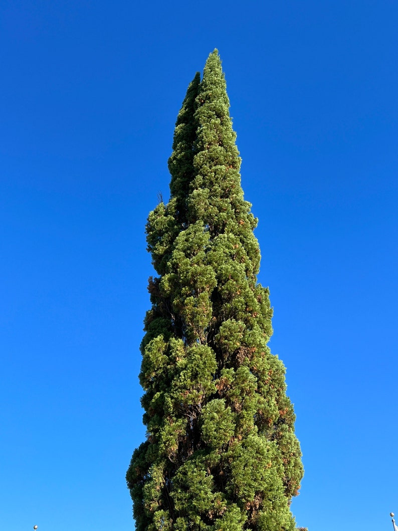 Italian Cypress Cupressus sempervirens 500 Seeds USA Company image 1
